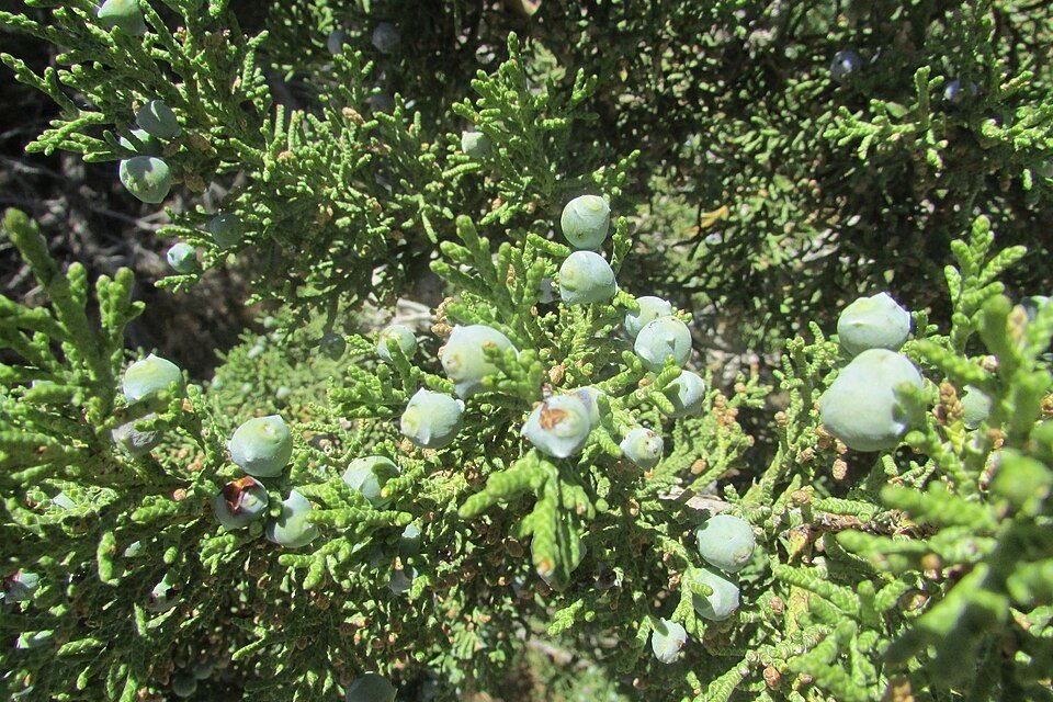 Juniper berries are what make gin gin. In the UK and EU a spirit must taste predominantly of junipe…